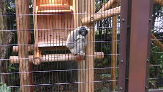 Pileated Gibbon (Yokohama Zoological Gardens 
