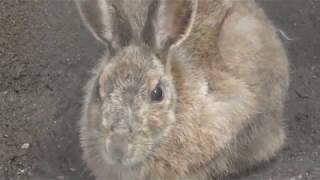 Japanese hare (brachyurus)