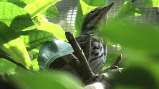 Olive-backed Pipit (Toyohashi Zoo and Botanical Park, Aichi, Japan) January 1, 1970