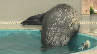 Spotted Seal (Port of Nagoya Public Aquarium, Aichi, Japan) July 23, 2021