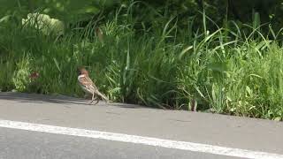 Tree Sparrow (Hokkaido, Japan) July 3, 2019