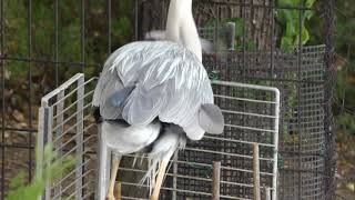 Grey heron (Ueno Zoological Gardens, Tokyo, Japan) May 26, 2018
