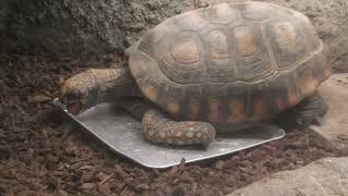 Red-footed tortoise & South American yellow-footed tortoise (Higashiyama Zoo and Botanical Gardens, Aichi, Japan) July 22, 2021