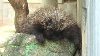 North American porcupine (Hamamatsu Zoological Gardens, Shizuoka, Japan) July 25, 2021