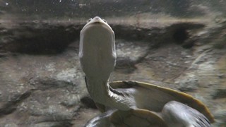 コウヒロナガクビガメ　Broad-shelled turtle