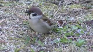 Tree Sparrow (Tokyo Municipal Oshima Park Zoo, Tokyo, Japan) March 3, 2018