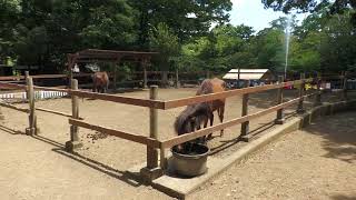 与那国馬 (三島市立公園楽寿園) 2022年7月31日