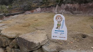 Black-tailed prairie dog (Nagasaki Biopark, Nagasaki, Japan) December 23, 2017