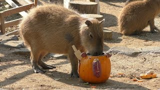 Halloween pumpkin gift for [Capybara] (Oji Zoo, Hyogo, Japan) October 27, 2019