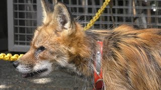 Ezo red fox (Zao Fox Village, Miyagi, Japan) August 13, 2019