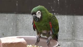 ヒメコンゴウインコ　Chestnut-fronted macaw