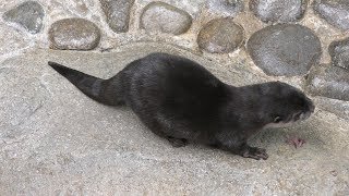 Asian short-clawed otter Feeding time (Aqua Totto Gifu, Gifu, Japan) January 25, 2019