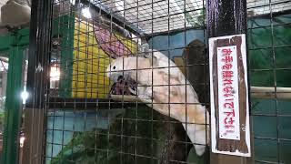 ルリコンゴウインコ と オオバタン (めっちゃおもろい動物園) 2021年10月7日