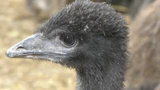 Young Emu (Okhotsk Emu Land, Hokkaido, Japan) June 29, 2019