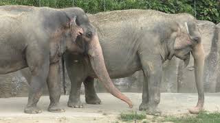 Indian elephant (Kagoshima City Hirakawa Zoological Park, Kagoshima, Japan) July 29, 2018