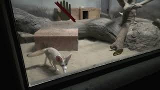 Fennec (Toyohashi Zoo and Botanical Park, Aichi, Japan) January 1, 1970