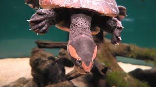 Red-bellied short-necked turtle (KAWA-SUI Kawasaki Aquarium, Kanagawa, Japan) September 16, 2020
