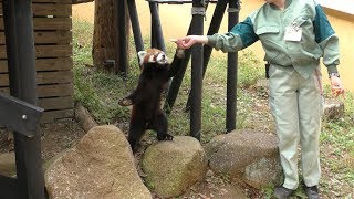 レッサーパンダ 『風太』の食事時間 (千葉市動物公園) 2018年10月20日