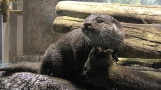 Eurasian otter (Niigata City Aquarium (MARINEPIA NIHONKAI), Niigata, Japan) April 8, 2019