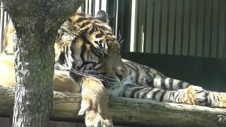 Sumatran tiger (Wanpark Kochi Animal Land, Kochi, Japan) March 24, 2018