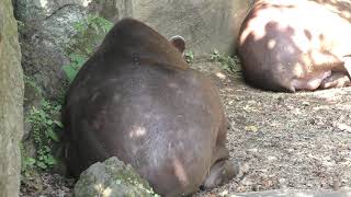 Brazilian tapir (Izu Shaboten Zoo, Shizuoka, Japan) October 1, 2019