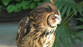タテジマフクロウ　Striped owl