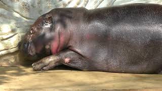 Pygmy hippopotamus (Ueno Zoological Gardens, Tokyo, Japan) February 17, 2018