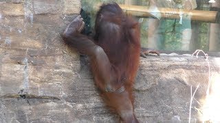 Bornean orangutan (Tama Zoological Park, Tokyo, Japan) November 12, 2017