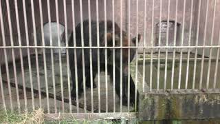 Brown bear (TOHOKU SAFARI PARK, Fukushima, Japan) August 4, 2019