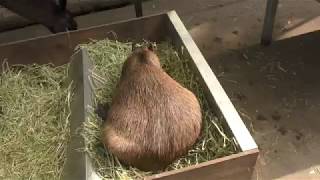 Capybara (Sayuri World, Chiba, Japan) August 4, 2018
