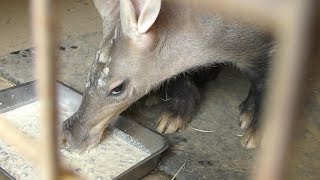 Aardvark in the diet (Himeji city zoo, Hyogo, Japan) June 6, 2019