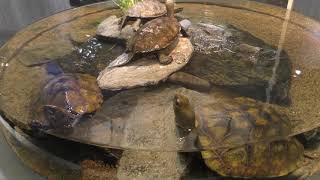 Japanese pond turtle (Port of Nagoya Public Aquarium, Aichi, Japan) November 18, 2017
