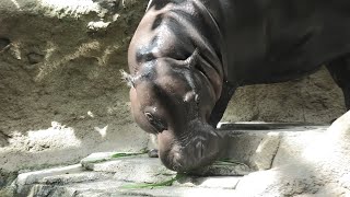 Pygmy hippopotamus (KOBE ANIMAL KINGDOM, Hyogo, Japan) September 28, 2020