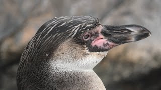 Humboldt penguin (TOBU ZOO, Saitama, Japan) September 18, 2020