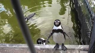フンボルトペンギン (天王寺動物園) 2019年11月20日