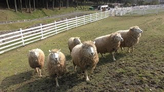 ヒツジ と 牧羊犬 (神崎農村公園 ヨーデルの森) 2019年3月29日