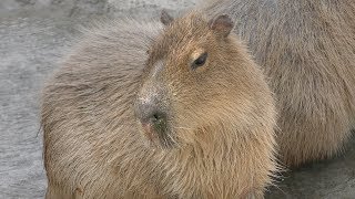 Capybara (World Ranch, Osaka, Japan) March 14, 2019