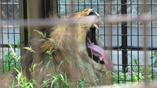 Lion (Toyohashi Zoo and Botanical Park, Aichi, Japan) January 1, 1970