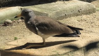 Grey-headed lapwing (Kyoto City Zoo, Kyoto, Japan) September 1, 2020