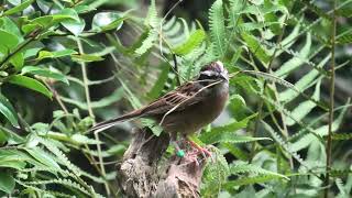 Meadow Bunting (Toyohashi Zoo and Botanical Park, Aichi, Japan) January 1, 1970