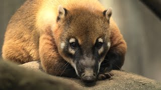 South American coati (Chiba Zoological Park, Chiba, Japan) September 17, 2020