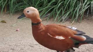 Ruddy shelduck (Oji Zoo, Hyogo, Japan) October 14, 2021