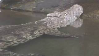 Nile crocodile (Higashiyama Zoo and Botanical Gardens, Aichi, Japan) November 18, 2017