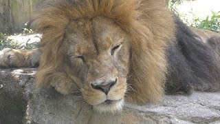 ライオン の『クリス』と『アンニン』 (いしかわ動物園) 2019年8月18日