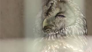 Owl (Osaki Park Children's Zoo, Saitama, Japan) July 21, 2018