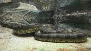 Green anaconda (Higashiyama Zoo and Botanical Gardens, Aichi, Japan) July 22, 2021