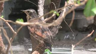 Dusky thrush (Toyohashi Zoo and Botanical Park, Aichi, Japan) January 1, 1970