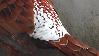 コシジロヤマドリ　Copper pheasant (ijimae)