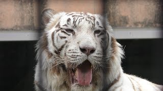 ホワイトタイガー の『カイ』 (鹿児島市 平川動物公園) 2019年4月17日