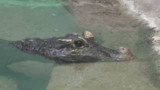 West African dwarf crocodile (Higashiyama Zoo and Botanical Gardens, Aichi, Japan) July 22, 2021